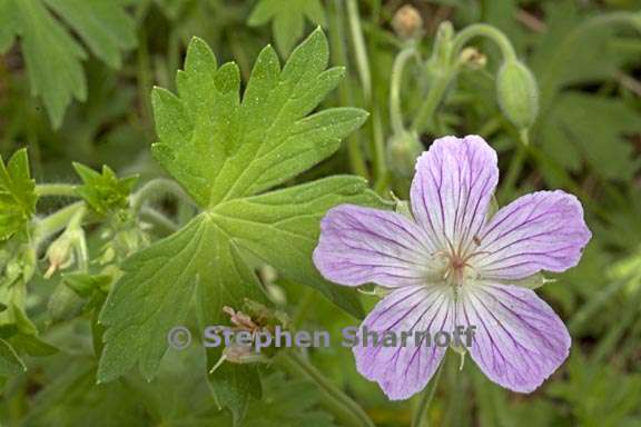 geranium californicum 3 graphic